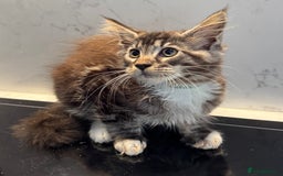 Maine Coon cats for sale: GCCF Registered Kittens. Beautiful lively kittens  - Image 7