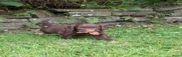 Cockapoo dogs for sale: 6 beautiful F1 cockapoo pups for sale in Neath - Advert 13