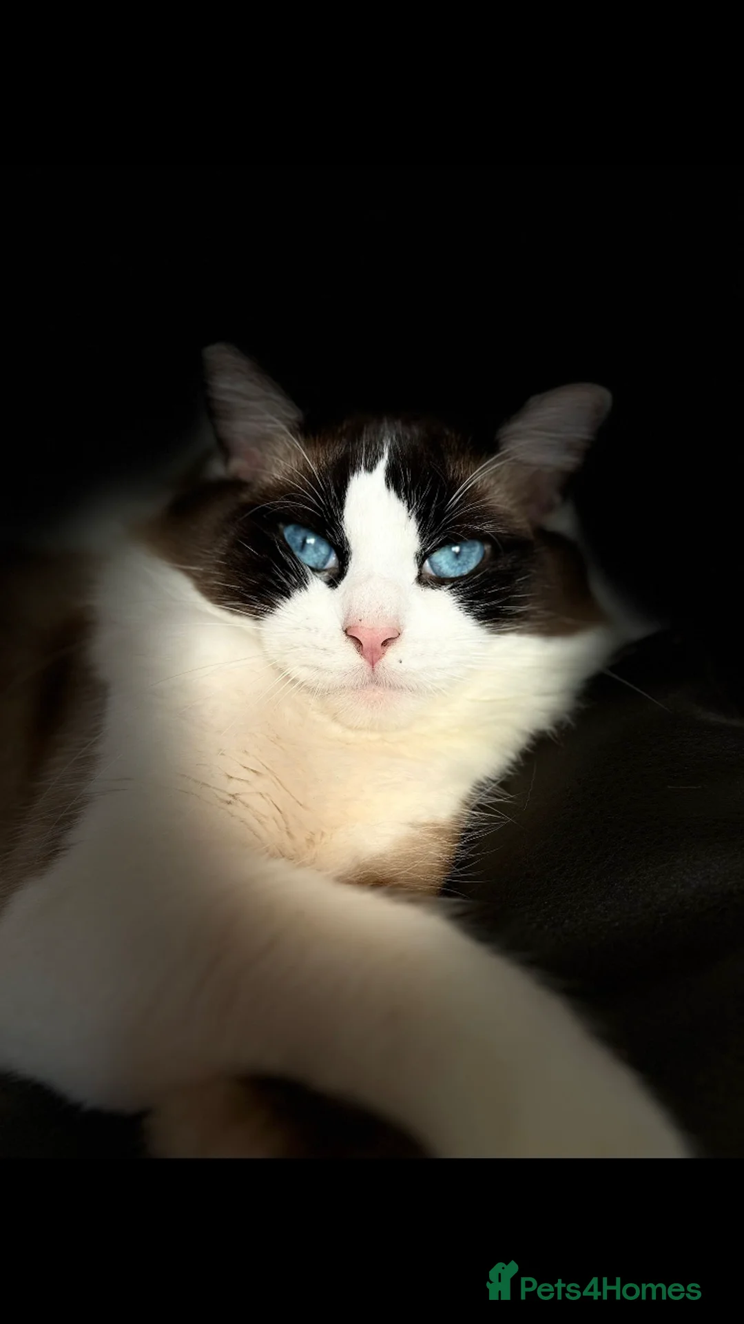 Ragdoll cats for stud: Stunning Blue Ragdoll Stud in Cullompton - Advert 7