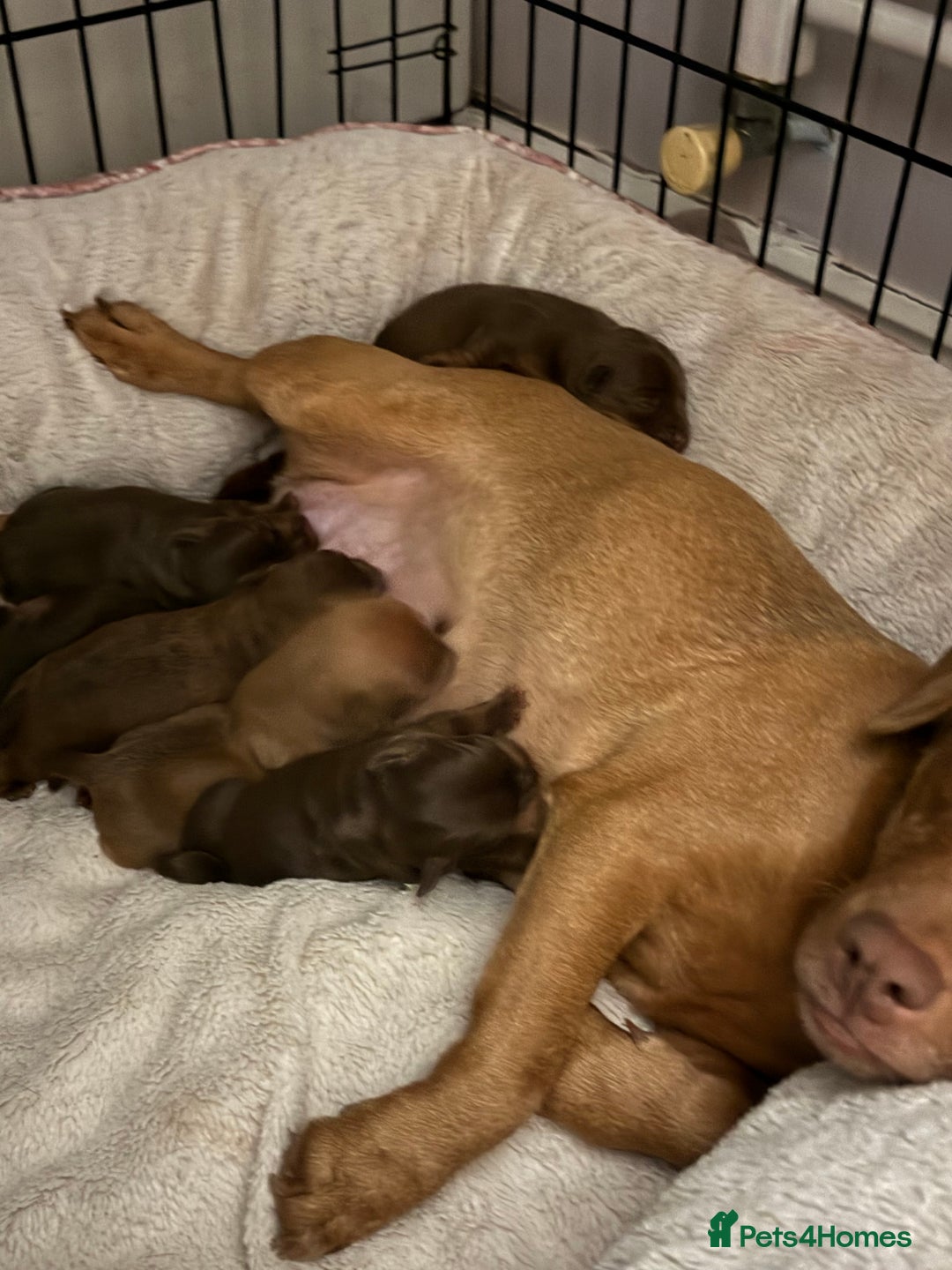 Patterdale Terrier dogs for sale: Patterdale Terrier, lovely nature. Short haired.  - Advert 5