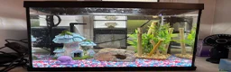 Other/Mixed Breed fish for sale: It’s a fire male guppy  in Hayes - Advert 1