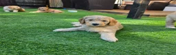 Goldendoodle dogs for sale: 🦮 Adorable F3 Goldendoodle. Parents DNA clear. - Advert 13
