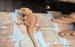 Bearded Dragon reptiles for sale: Bearded dragons male. Last few left - Image 7