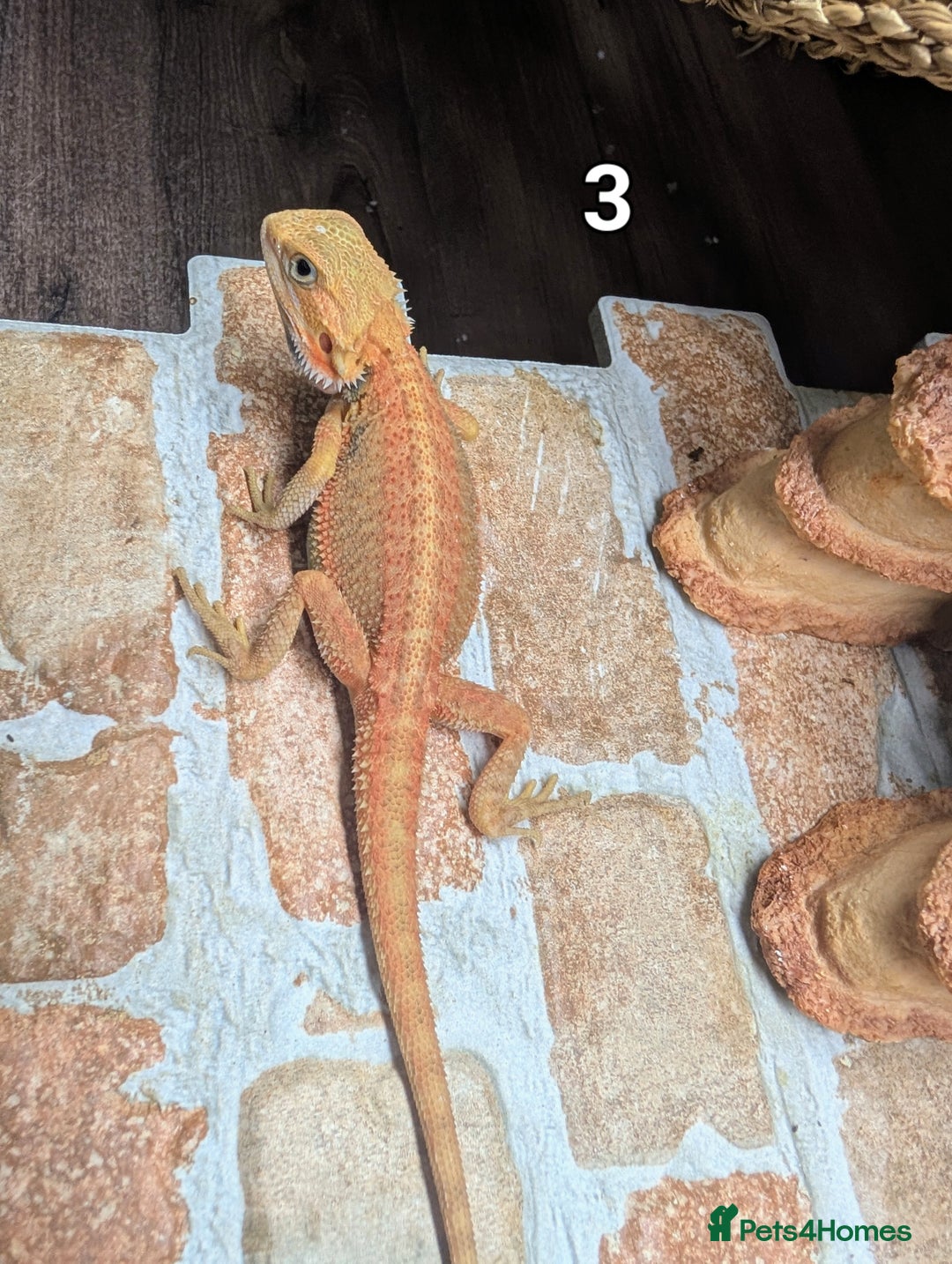 Bearded Dragon reptiles for sale: Bearded dragons male. Last few left - Image 7