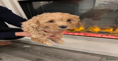 Cavapoo dogs Cavapoo puppies for sale - Advert 7