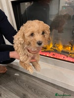Cavapoo dogs Cavapoo puppies for sale - Advert 2