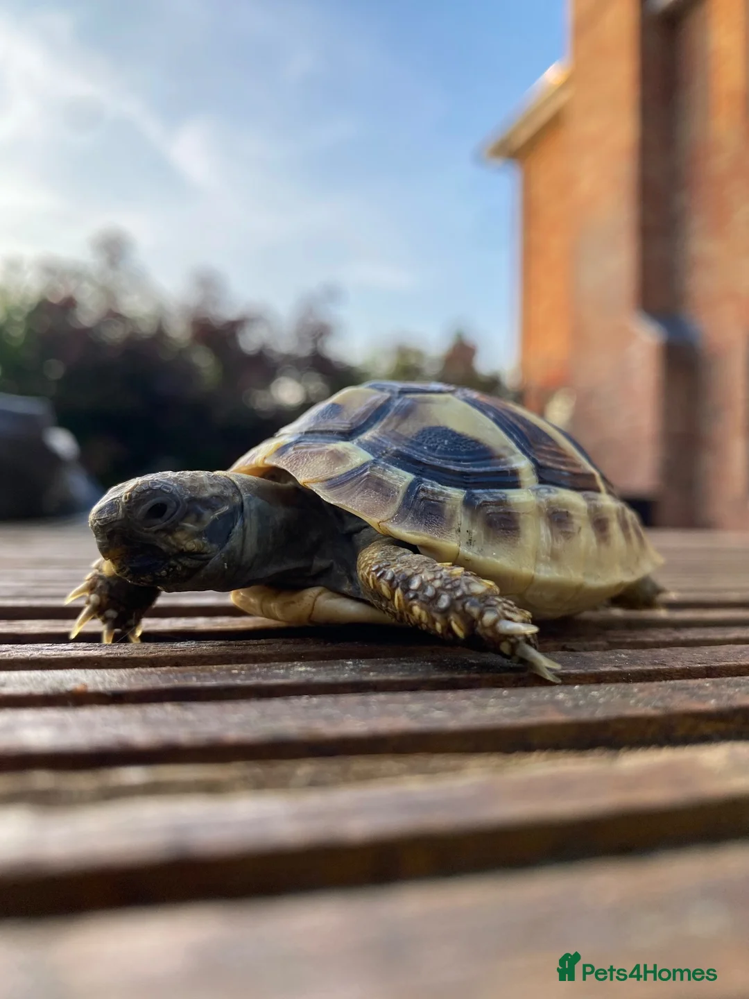 Hermann Tortoise reptiles for sale: Three Hermann’s Tortoises with Complete Setup in Sevenoaks - Advert 1
