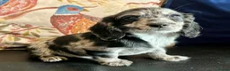 Mixed Breed dogs for sale: Working Cocker Spaniel x Longhair Dachshund - Advert 7