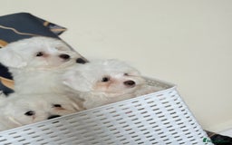 Maltese dogs for sale: Maltese pups/dogs/puppies  - Image 14