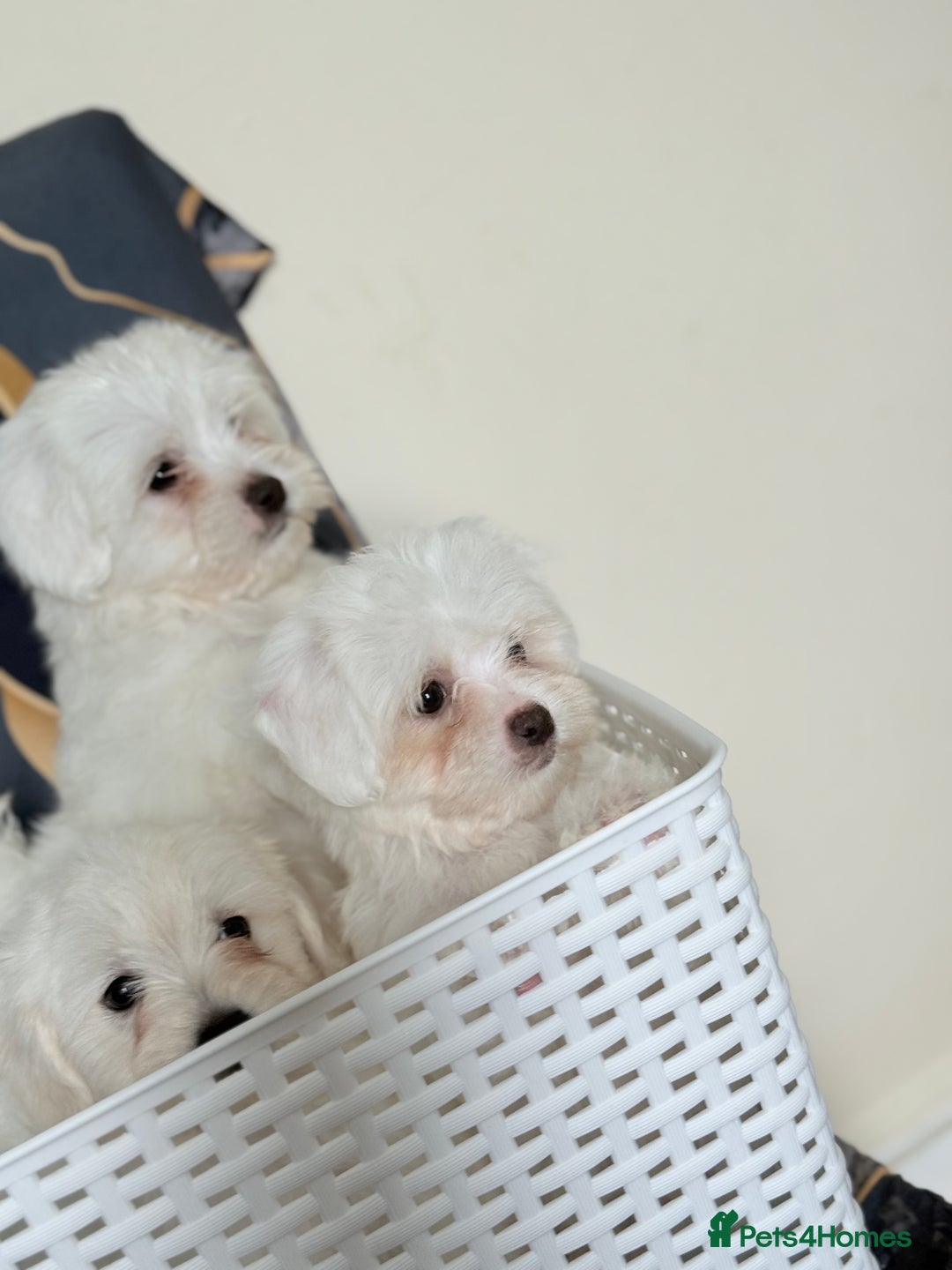 Maltese dogs for sale: Maltese pups/dogs/puppies  - Image 14