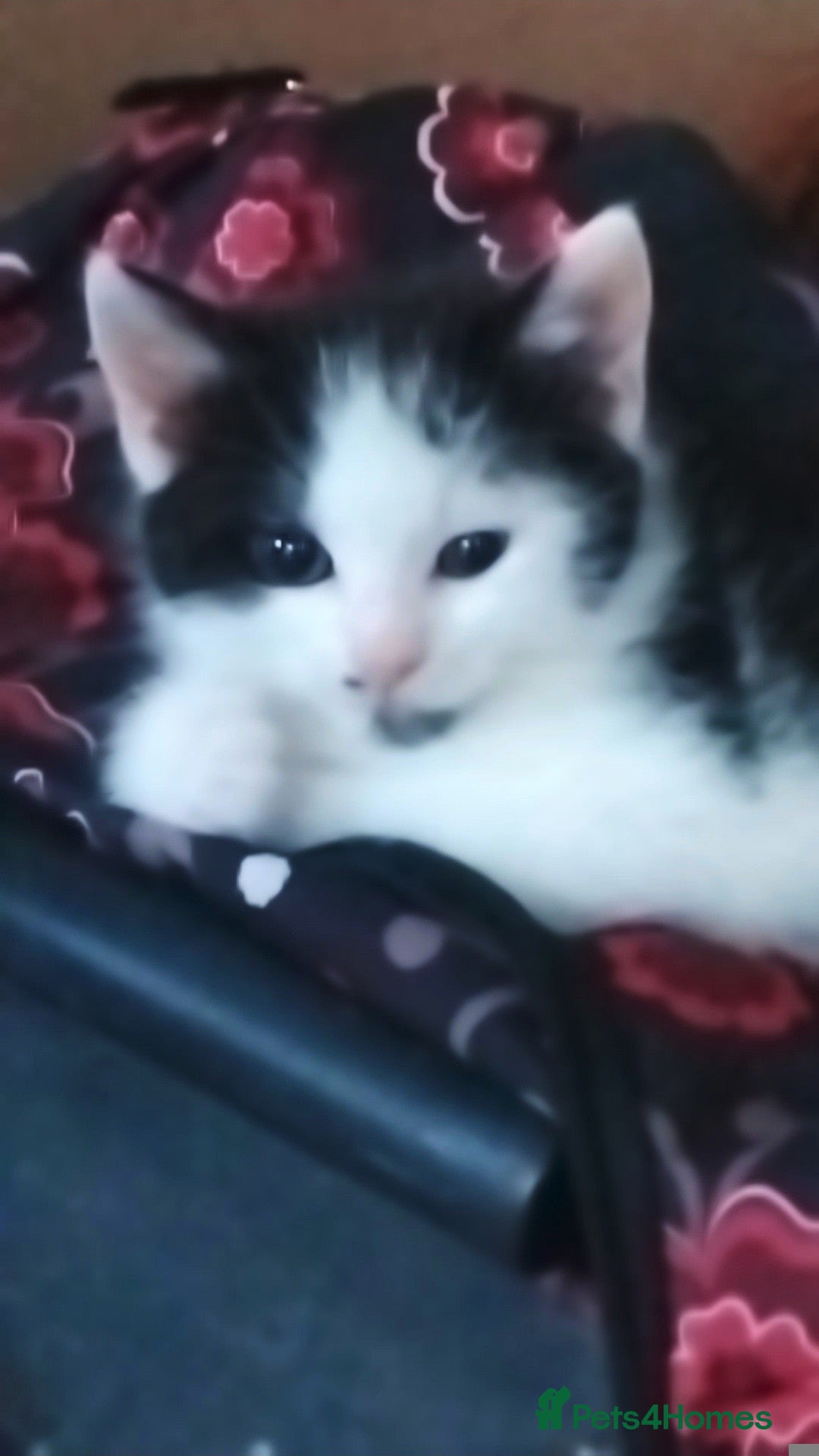 Mixed Breed Kitten 2