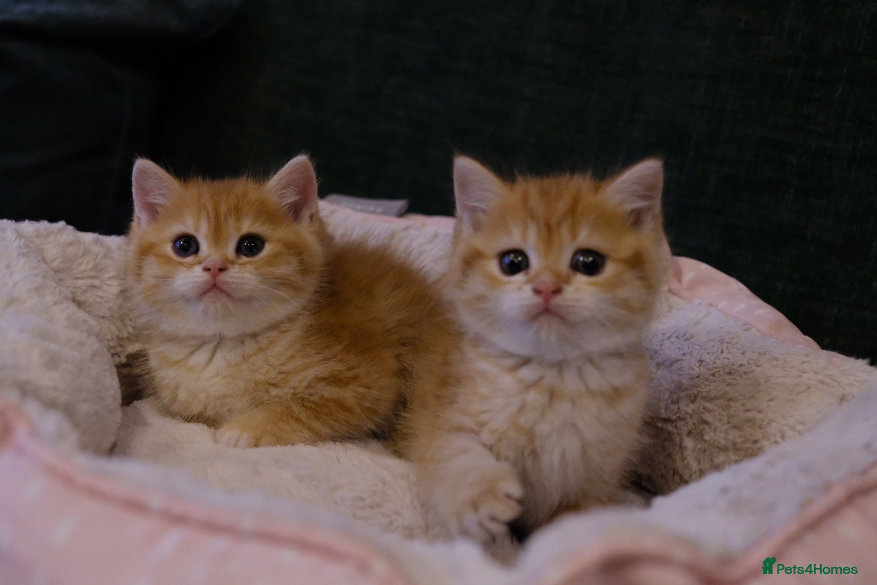 British Shorthair cats BSH Golden boys TICA Reg Open to Active Reg - Advert 18