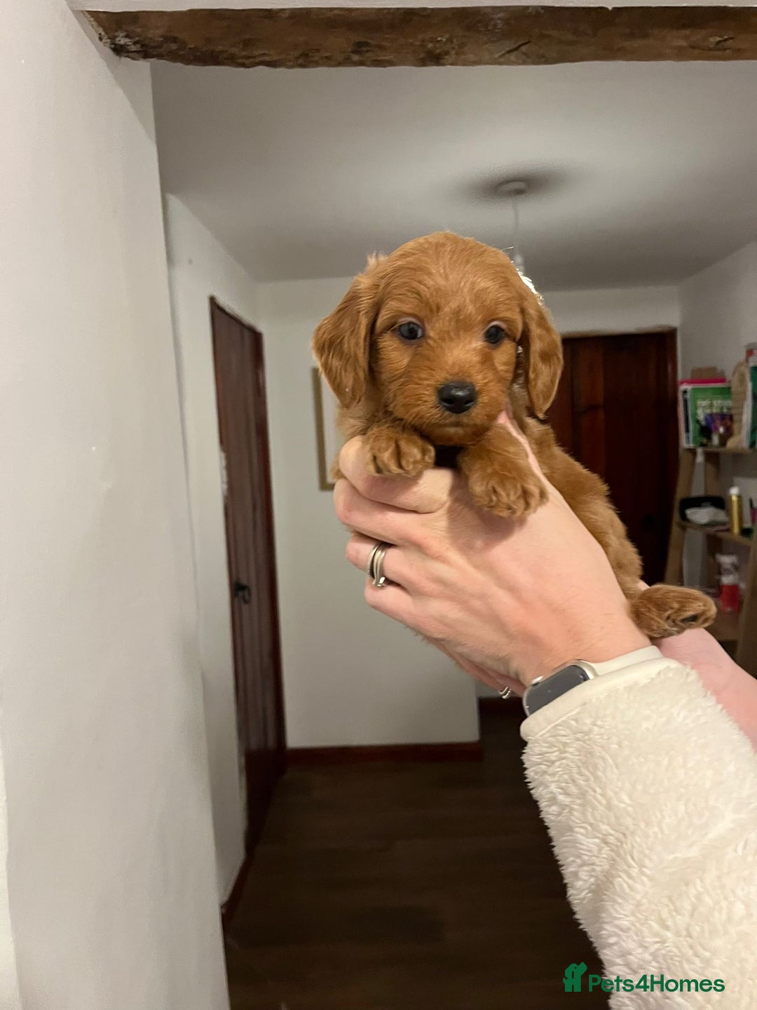 Mini Goldendoodle dogs for sale: Mini Goldendoodle Puppies ready now  - Advert 10