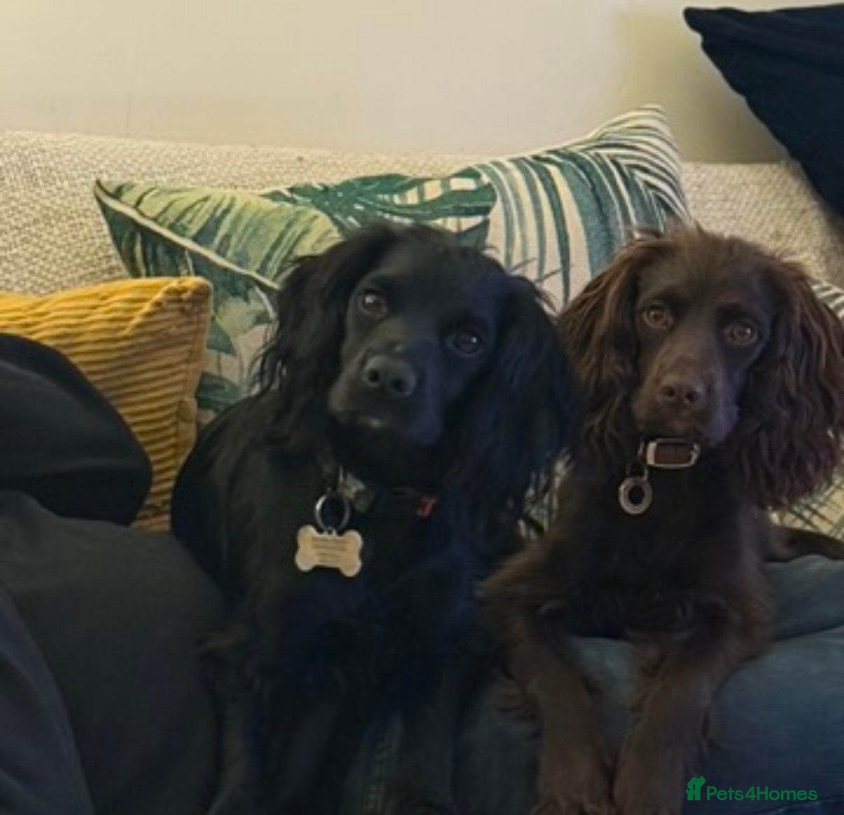 Cocker Spaniel dogs Cocker Spaniels looking for their forever home  - Advert 1