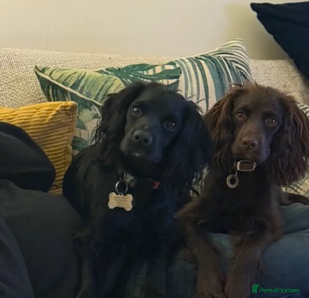 Cocker Spaniel dogs for sale: Cocker Spaniels looking for their forever home  in Ross-on-Wye - Advert 1