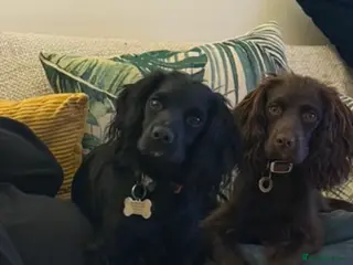 Cocker Spaniel dogs Cocker Spaniels looking for their forever home - Advert 13