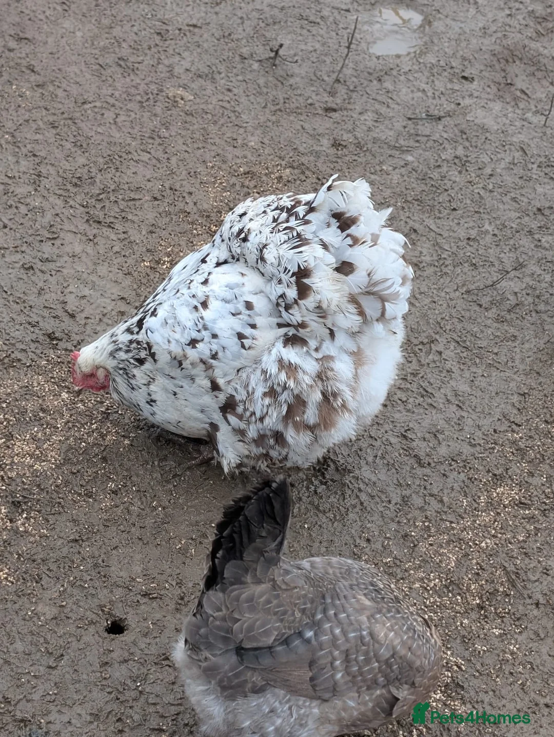 Mixed Breed poultry for sale: Runner ducks, chickens, geese  - Advert 8