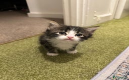 British Longhair cats for sale: Beautiful & playful kittens ready for new home - Image 14