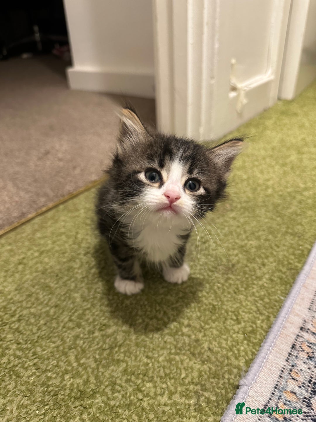 British Longhair cats for sale: Beautiful & playful kittens ready for new home - Image 14
