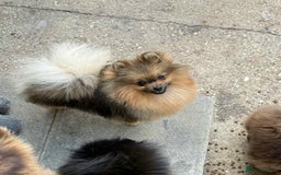 Pomeranian dogs for sale: 4lb orange sable  - Image 3