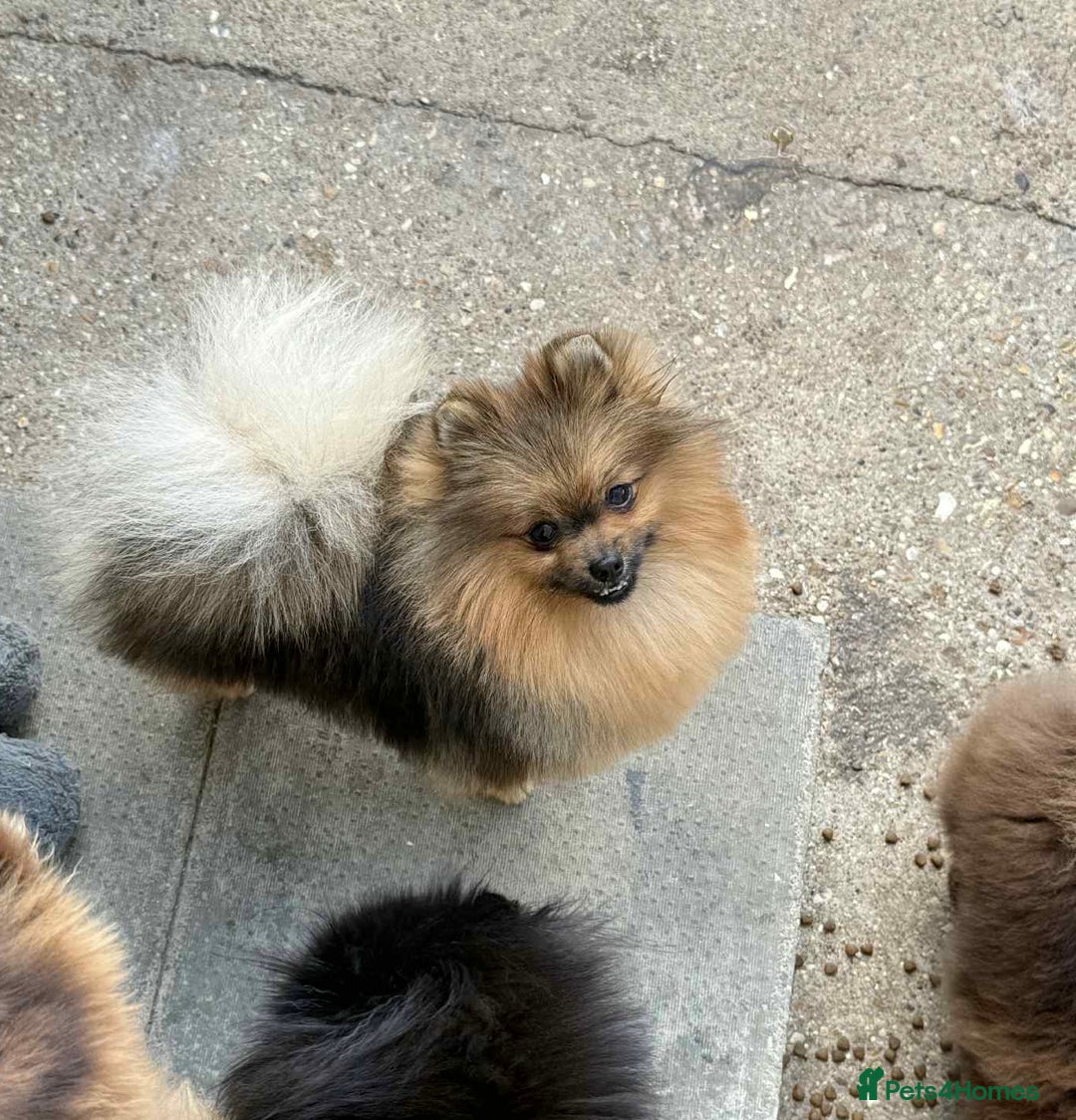 Pomeranian dogs for sale: 4lb orange sable  - Image 3