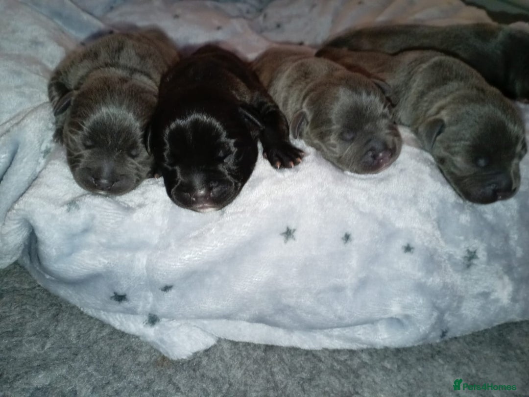Staffordshire Bull Terrier dogs for sale: Stunning litter of Blue & Black Puppies - Advert 8