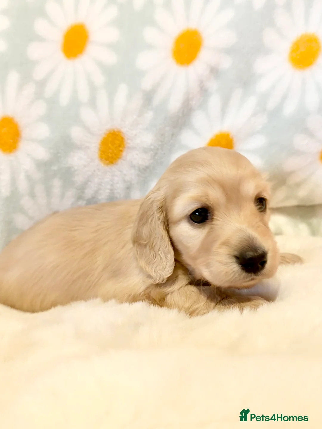 Miniature Dachshund dogs for sale: Beautiful miniature long haired cream dachshunds  - Advert 21