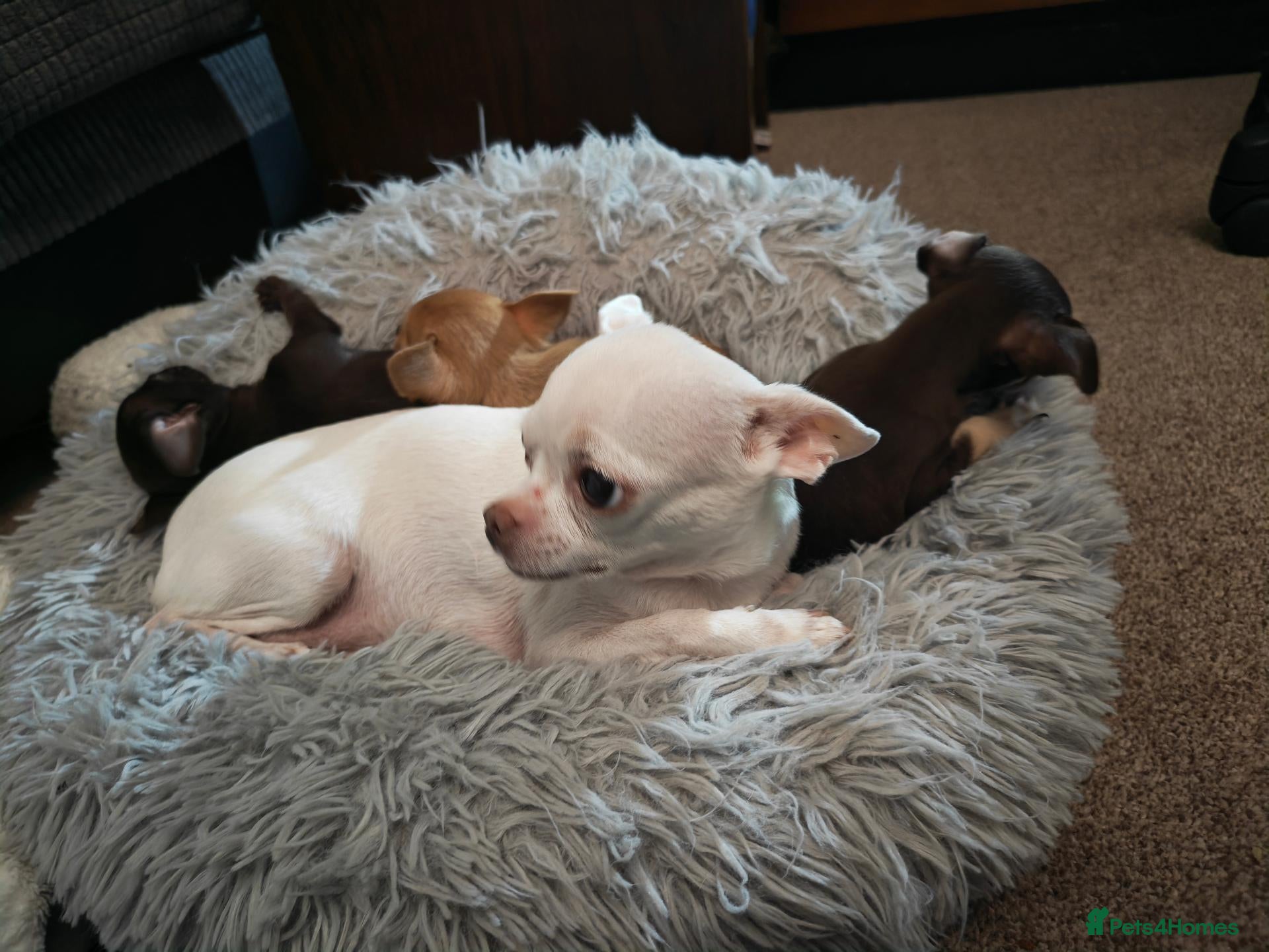 Chihuahua dogs for sale: Beautiful Chihuahua Puppies – Ready 20 November - Advert 12