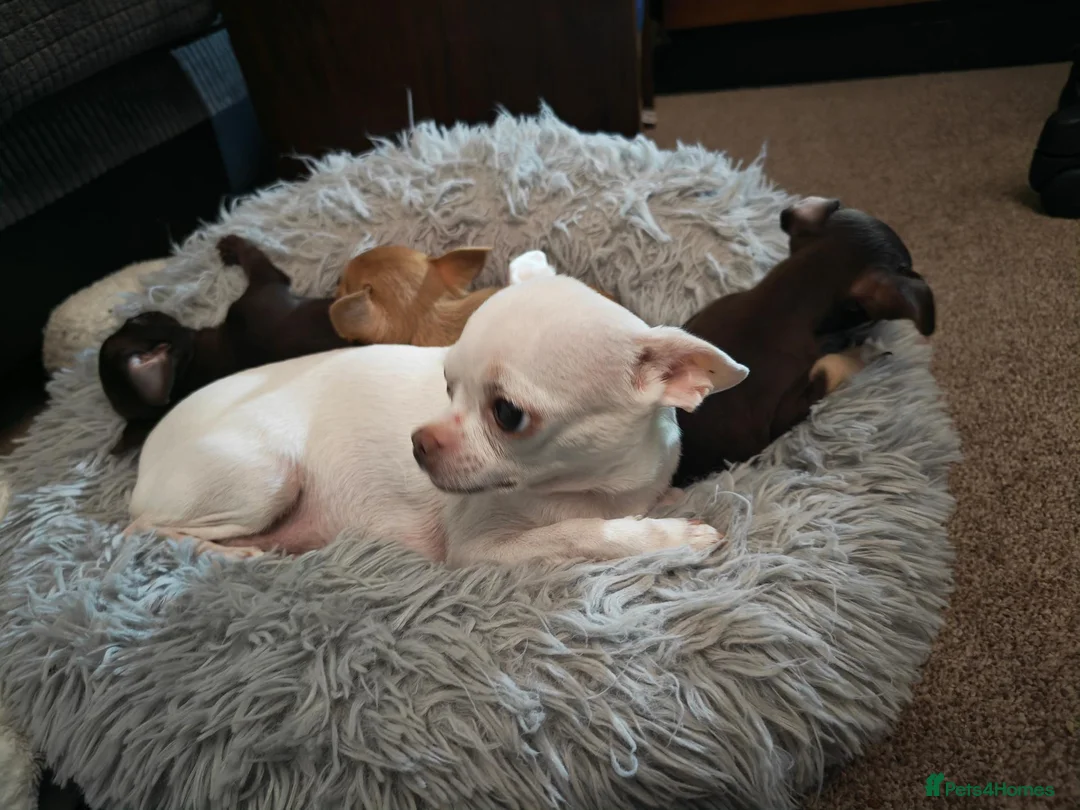 Chihuahua dogs for sale: Beautiful Chihuahua Puppies – Ready 20 November in Kenilworth - Advert 1