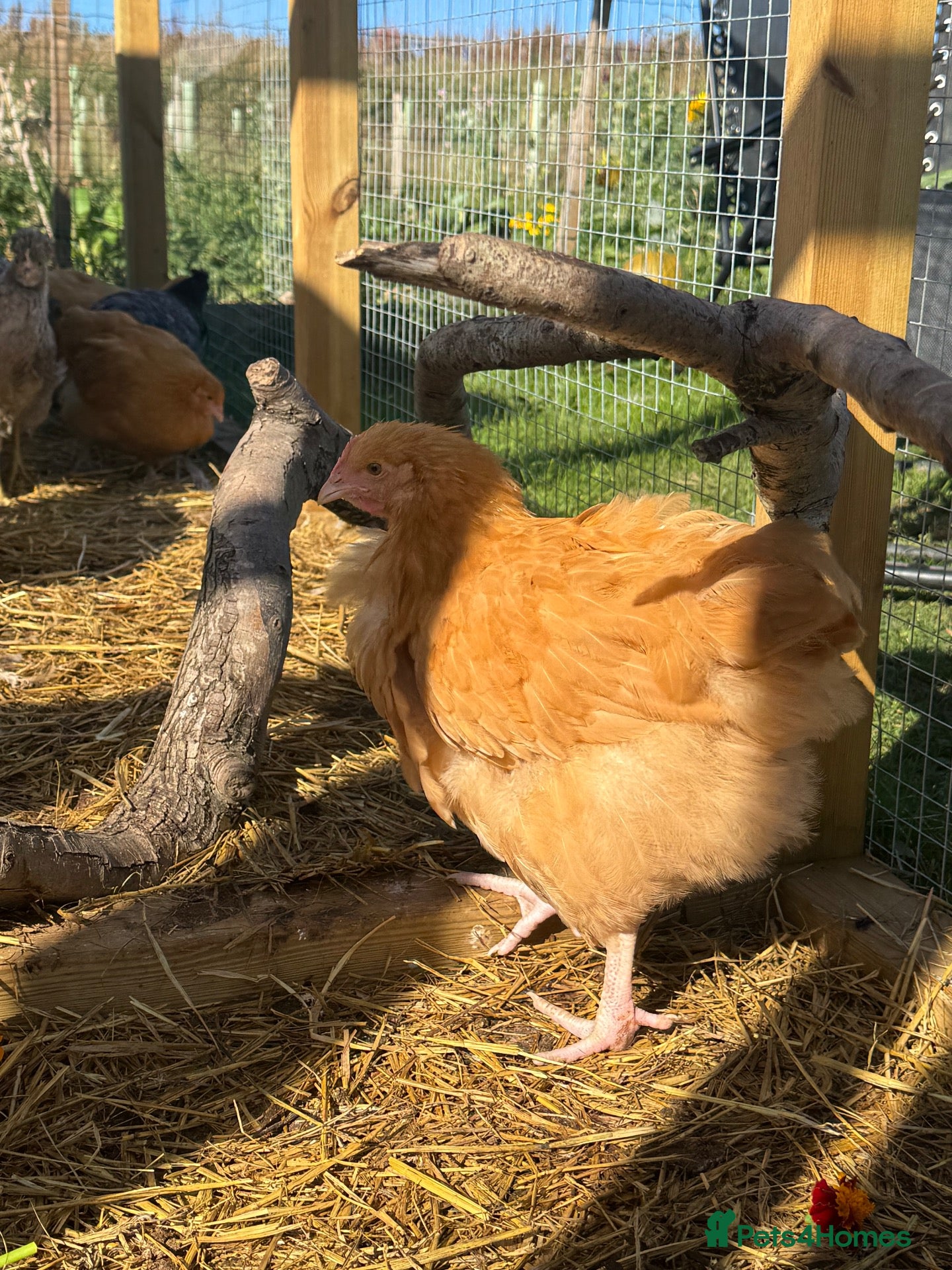 Chickens poultry Buff Orpington Young Cockerels  - Advert 16