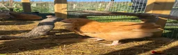 Chickens poultry for sale: Buff Orpington Young Cockerels  in Chesterfield - Advert 1
