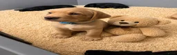 Labrador Retriever dogs for sale: 🐾1 Stunning Labrador Puppy left 👀 🏡 🐾 - Advert 1