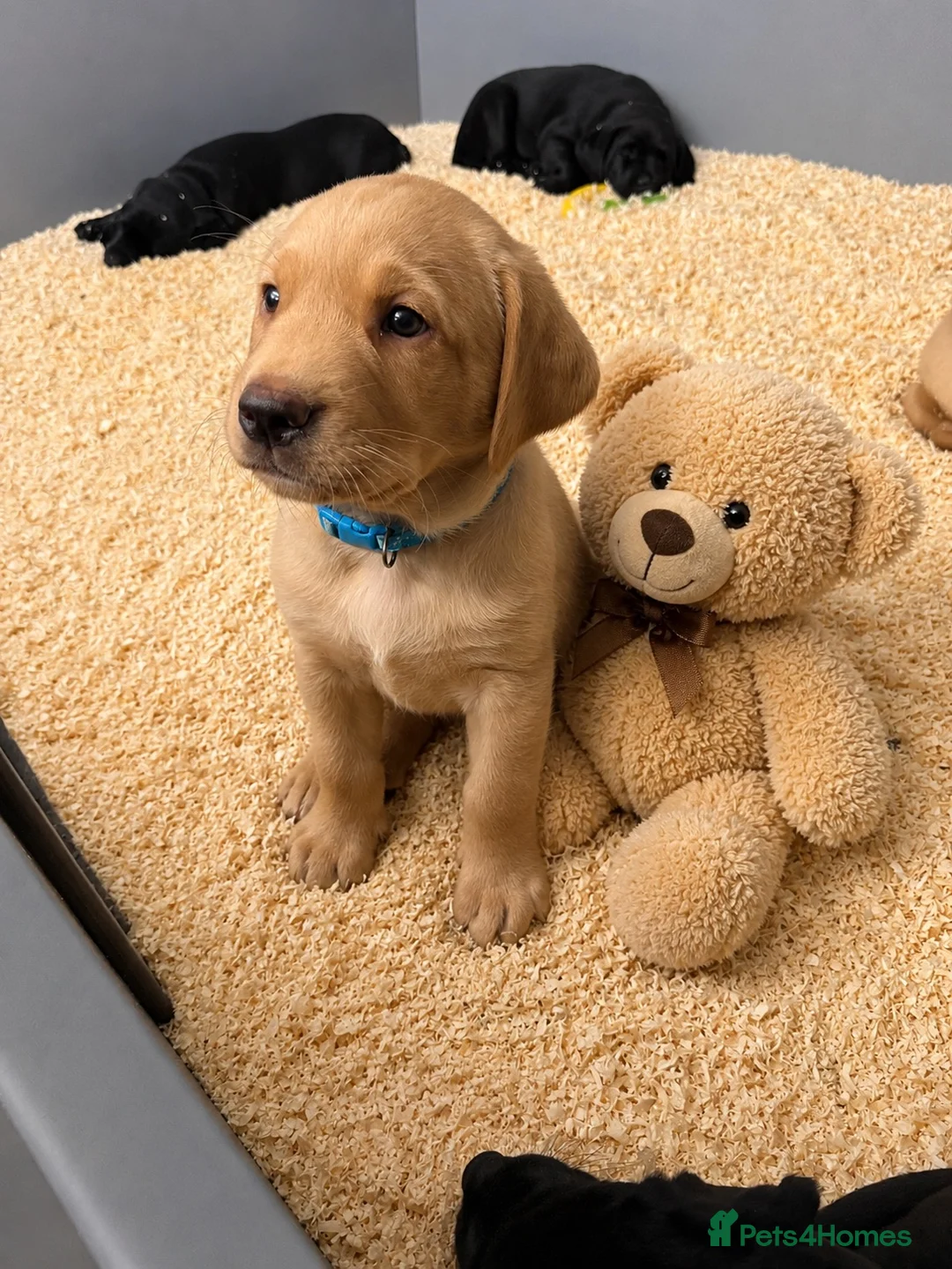 Labrador Retriever dogs for sale: 🐾1 Stunning Labrador Puppy left 👀 🏡 🐾 - Advert 1
