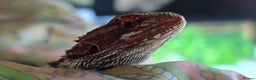 Bearded Dragon reptiles for sale: Bearded Daragon and Vivarium  - Advert 6