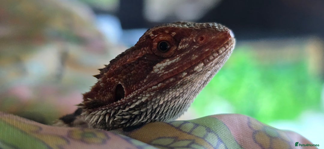 Bearded Dragon reptiles for sale: Bearded Daragon and Vivarium  - Advert 6