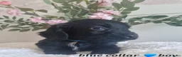 Sprocker dogs for sale:  Beautiful Sprocker puppies  in Pontypool - Advert 14