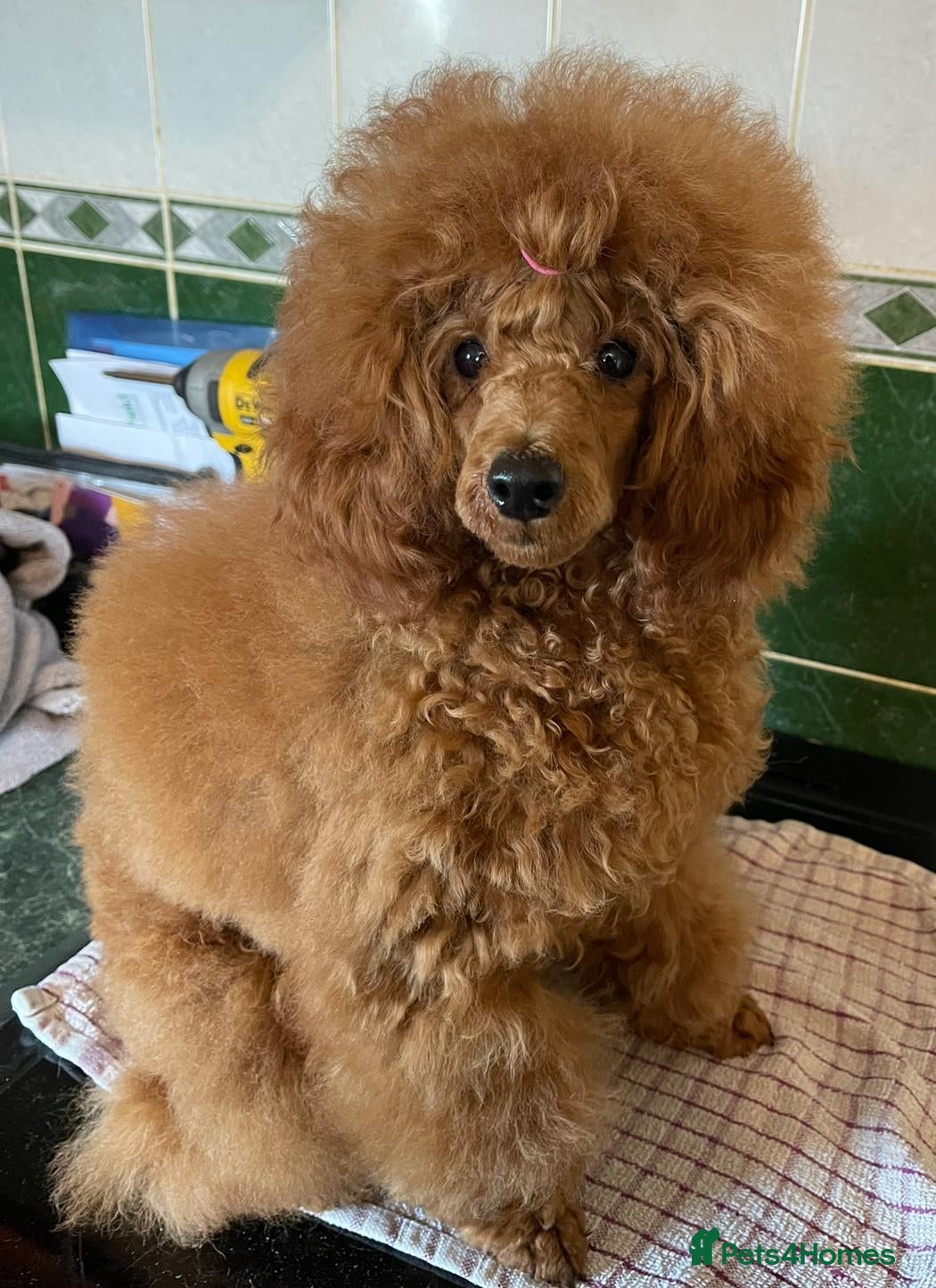 Toy Poodle dogs KC Reg Tiny Toy poodle Adult  - Advert 18