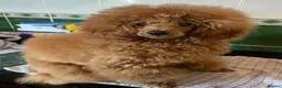 Toy Poodle dogs for sale: KC Reg True size Toy poodle Ready NOW  - Advert 7