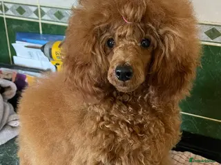 Toy Poodle dogs KC Reg Tiny Toy poodle Adult - Advert 18