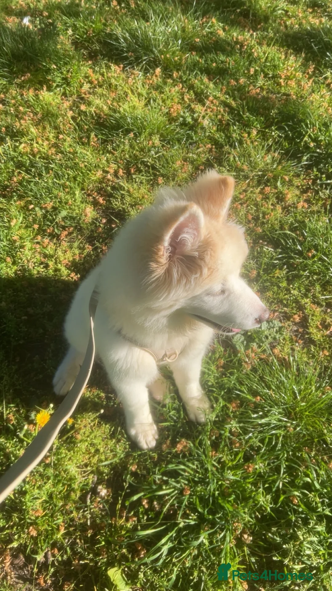 Akita dogs for sale: Female American Akita  in Dartford - Advert 2
