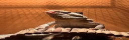 Bearded Dragon reptiles for sale: Beardy female 1 year old with enclosure - Advert 3