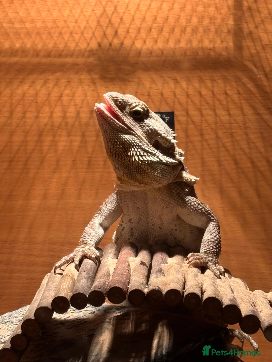 Bearded Dragon reptiles for sale: Beardy female 1 year old with enclosure - Advert 3