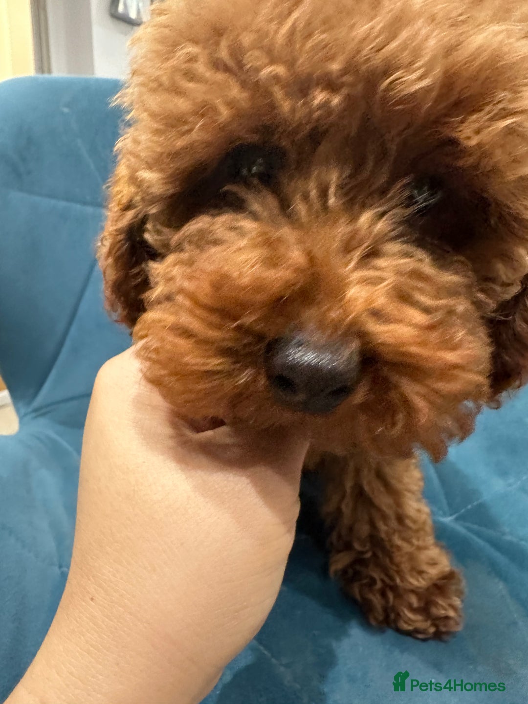 Miniature Poodle dogs for sale: lovely miniature poodle puppies - Image 17