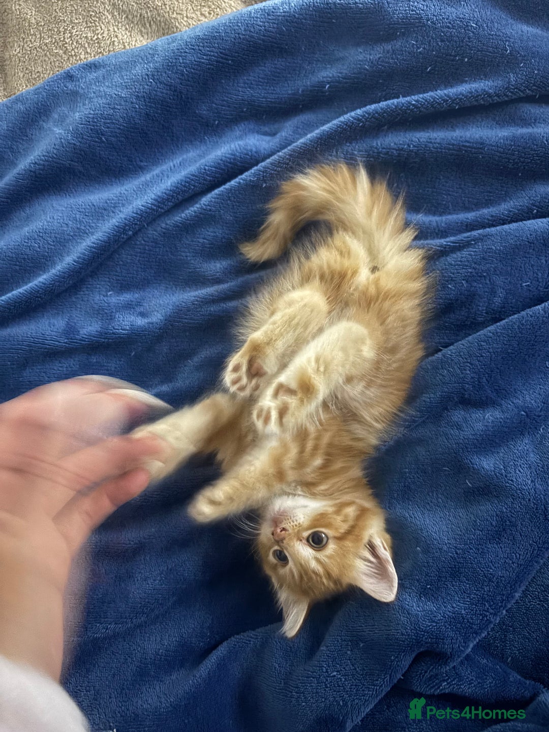Maine Coon cats for sale: Unique 1/2 Maine Coone Kittens x 4  - Image 4