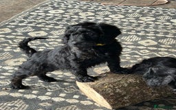 Cockapoo dogs for sale: Cockapoos puppies  - Image 8