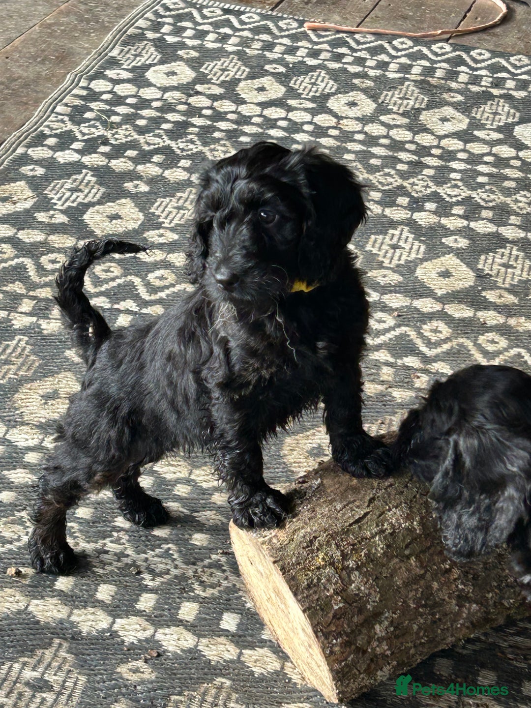 Cockapoo dogs for sale: Cockapoos puppies  - Image 8