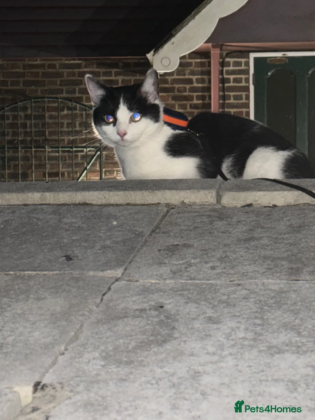 Mixed Breed cats for sale: Beautiful indoor cat  in Morden - Advert 4