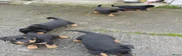 Rottweiler dogs for sale: 5 Purebred Rottweiler Puppies for Sale - Advert 1