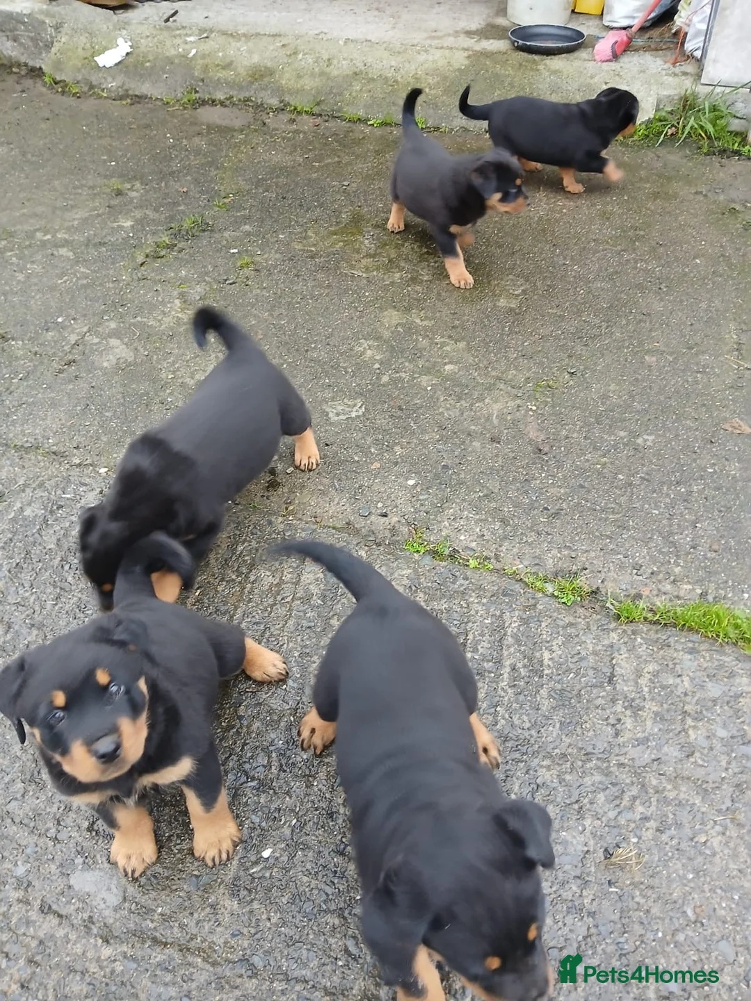 Rottweiler dogs for sale: 5 Purebred Rottweiler Puppies for Sale - Advert 1