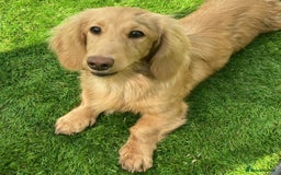 Miniature Dachshund dogs for sale: Full Cream Minature Dachshunds - Image 1